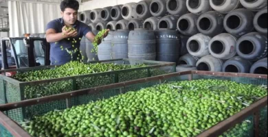 Principio de acuerdo en el precio de la aceituna entre productores e industria olivarera